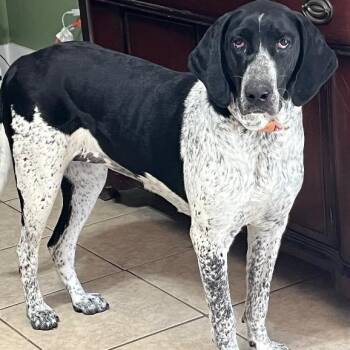 Hound Dogs Available for Adoption - Olivia | PetCurious