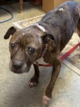 American Staffordshire Terrier Dogs Available for Adoption - Dixie | PetCurious