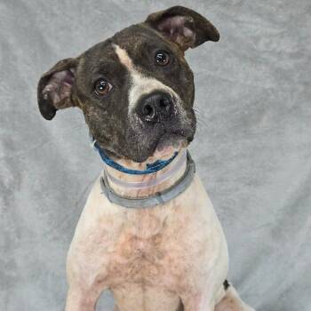 FOSTER NEEDED - Iris -  Pit Bull Terrier Dog for Adoption - FOSTER NEEDED - Iris | PetCurious