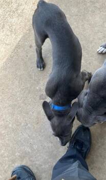 TANK -  American Staffordshire Terrier Dog for Adoption in Grand Prairie, Texas - TANK | PetCurious