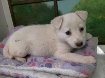 German Shepherd Dog and Mixed Breed Dogs Available for Adoption - A2066153 | PetCurious