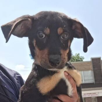 Wesley -  Mixed Breed Dog for Adoption in Parma, Ohio - Wesley | PetCurious