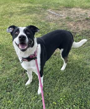 Zena -  Pit Bull Terrier and Collie Dog for Adoption in Evansville, Indiana - Zena | PetCurious