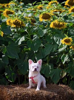 Loestrin -  French Bulldog Dog for Adoption in Salisbury, Maryland - Loestrin | PetCurious