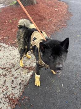 Smokey -  Akita and Mixed Breed Dog for Adoption in West Chester, Pennsylvania - Smokey | PetCurious
