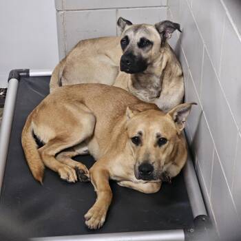 Wally -  Mixed Breed Dog for Adoption in Walker, Michigan - Wally | PetCurious