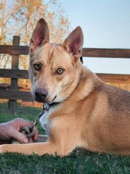 American Staffordshire Terrier and Husky Dogs Available for Adoption - Runni Man | PetCurious