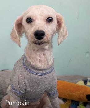 Pumpkin -  Poodle Dog for Adoption - Pumpkin | PetCurious