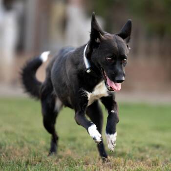 Bambi -  Shepherd Dog for Adoption in New York, New York - Bambi | PetCurious