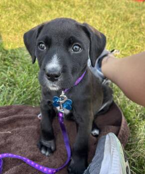 Charlotte -  Labradoodle and Terrier Dog for Adoption in Plainfield, Illinois - Charlotte | PetCurious
