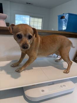 Rescue Chihuahua and Mixed Breed Dogs for Adoption in Visalia, California - Peggy | PetCurious