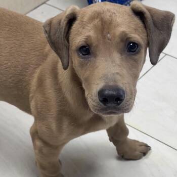 Mixed Breed Dogs Available for Adoption in Lufkin, Texas - Jill | PetCurious