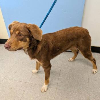 Biscuit 26-06-073 -  Australian Shepherd Dog for Adoption in Bastrop, Texas - Biscuit 26-06-073 | PetCurious