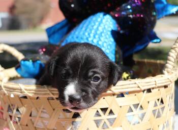 Rescue Mixed Breed Dogs for Adoption in Pflugerville, Texas - Obsidian | PetCurious