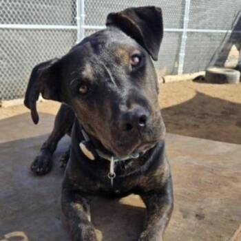 Rescue Shepherd Dogs for Adoption in Tuba City, Arizona - Preston | PetCurious