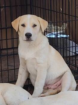 Rescue Labrador Retriever and Mixed Breed Dogs for Adoption in Longview, Texas - Auggie | PetCurious