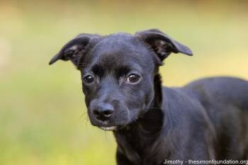 Jimothy -  Chihuahua Dog for Adoption in Bloomfield, Connecticut - Jimothy | PetCurious