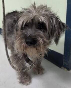 Griffin -  Mixed Breed Dog for Adoption in Savannah, Georgia - Griffin | PetCurious