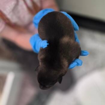 Mixed Breed Dogs Available for Adoption in Chapel Hill, North Carolina - Ophelia | PetCurious