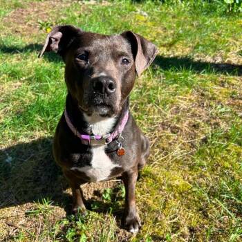 American Staffordshire Terrier Dogs Available for Adoption in Olympia, Washington - Sage | PetCurious
