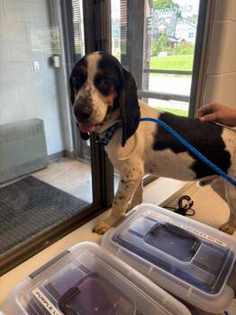 Otto -  Mixed Breed Dog for Adoption in Cincinnati, Ohio - Otto | PetCurious