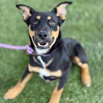 Rescue Rottweiler Dogs for Adoption in Red Bluff, California - Selena | PetCurious