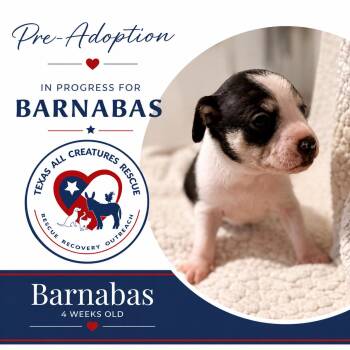 Barnabas -  Chihuahua and Rat Terrier Dog for Adoption in Alvarado, Texas - Barnabas | PetCurious