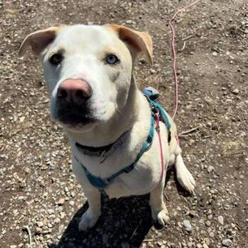 Husky and Labrador Retriever Dogs Available for Adoption in Driggs, Idaho - Theo | PetCurious