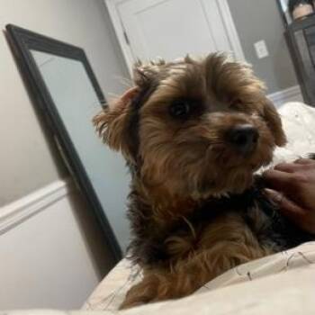 Cash -  Yorkshire Terrier Dog for Adoption in Penns Grove, New Jersey - Cash | PetCurious