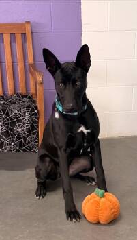**MINDY** -  Labrador Retriever and Shepherd Dog for Adoption in North Prairie, Wisconsin - **MINDY** | PetCurious
