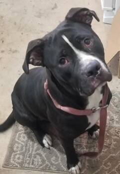 Buddy (CP) -  Mixed Breed Dog for Adoption in Clinton, Illinois - Buddy (CP) | PetCurious