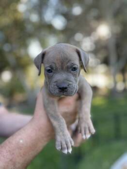 Maple -  Staffordshire Bull Terrier Dog for Adoption in Lodi, California - Maple | PetCurious