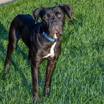 SHILOH -  Mastiff and Mixed Breed Dog for Adoption in St. Louis, Missouri - SHILOH | PetCurious
