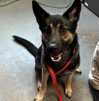 German Shepherd Dog Dogs Available for Adoption in Salt Lake City, Utah - *Scout* | PetCurious