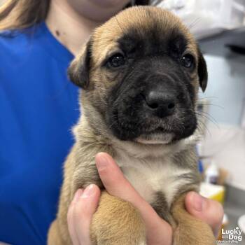 Labrador Retriever and Pointer Dogs Available for Adoption in Washington, District Of Columbia - Wilma | PetCurious