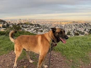 Stan (Stanley) -  German Shepherd Dog and Belgian Shepherd Malinois Dog for Adoption in Fulton, California - Stan (Stanley) | PetCurious