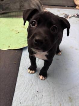 Mixed Breed Dogs Available for Adoption in Chamblee, Georgia - Sodium | PetCurious