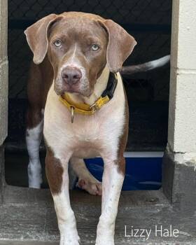 Lizzy Hale -  Hound Dog for Adoption in Slidell, Louisiana - Lizzy Hale | PetCurious