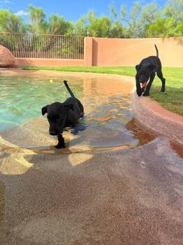 Puppy B -  Australian Cattle Dog Blue Heeler Dog for Adoption in Tucson, Arizona - Puppy B | PetCurious