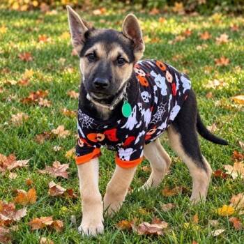 Gushers -  Mixed Breed Dog for Adoption in Buffalo, Minnesota - Gushers | PetCurious