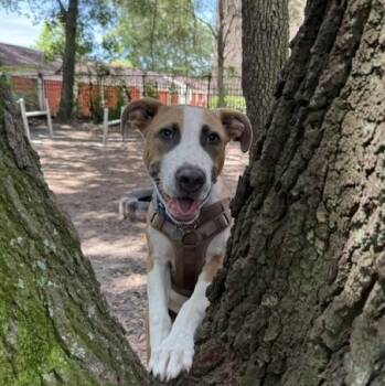 Hampton -  Mixed Breed Dog for Adoption in Charleston, South Carolina - Hampton | PetCurious