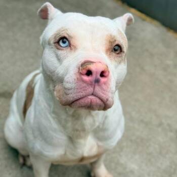 Pit Bull Terrier Dogs Available for Adoption in Chicago, Illinois - Spot ~ Coming Soon!!! | PetCurious