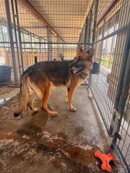 Whiskey -  German Shepherd Dog Dog for Adoption in Big Spring, Texas - Whiskey | PetCurious