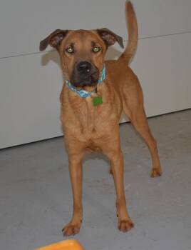 Rescue German Shepherd Dog Dogs for Adoption in Yarnell, Arizona - Wyatt | PetCurious