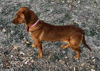 Golden Retriever and Beagle Dogs Available for Adoption - Copper | PetCurious