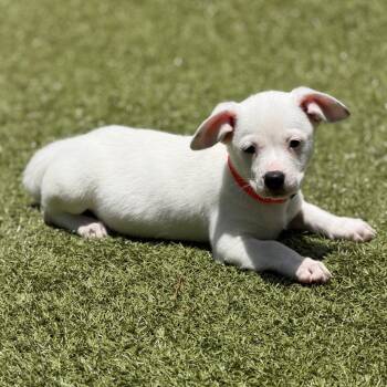 LUCA -  Mixed Breed Dog for Adoption in West Palm Beach, Florida - LUCA | PetCurious
