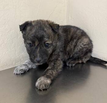Terrier Dogs Available for Adoption in Flagstaff, Arizona - Shoni | PetCurious