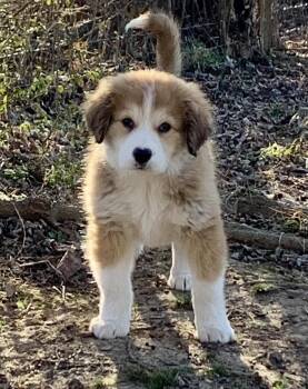Great Pyrenees Dogs Available for Adoption - Honeydrop  | PetCurious