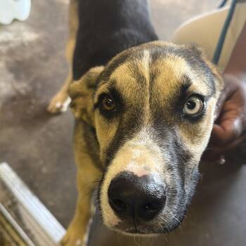 Binx -  Shepherd and Mixed Breed Dog for Adoption in Birmingham, Alabama - Binx | PetCurious