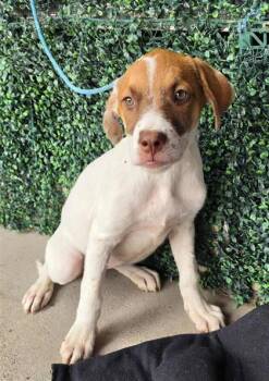61676098 -  Mixed Breed Dog for Adoption in El Paso, Texas - 61676098 | PetCurious